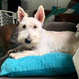 Alaska - Scottish Terrier