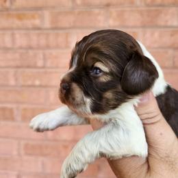 AKC Charlie Brown ( Sable Roan ) - Brown roan male Cocker Spaniel puppy in New Market, Tennessee from Down in the Holler