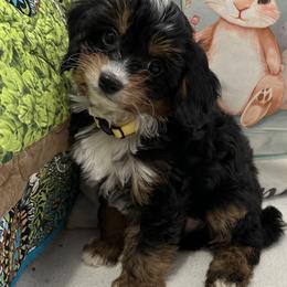 Crown - Black and tan male Cavapoo puppy in Shipshewana, Indiana from Shelli's Puppies