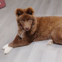 WildFire - Siberian Husky