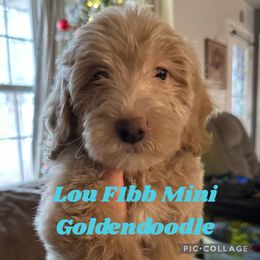 Lou - Cream Goldendoodle puppy in Missouri from B&C Goldendoodles