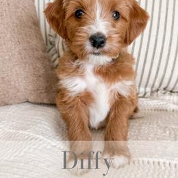 Diffy - Red  male Goldendoodle puppy in Melba, Idaho from KZ Doodles