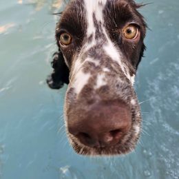 English Springer Spaniel Puppies from Spellcraft Springers