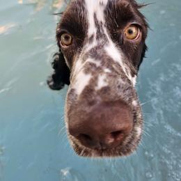 English Springer Spaniel Puppies from Spellcraft Springers