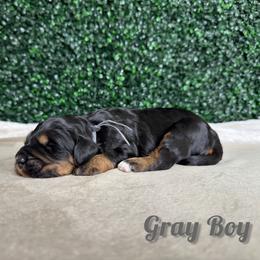 Grey Boy - Phantom male Bernedoodle puppy in Modesto, California from Two Doods Doodles