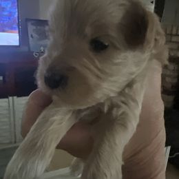 Dawn - Wheaten female Miniature Schnauzer puppy in Contra Costa County, California from Shawn’s Toy Schnauzers’s