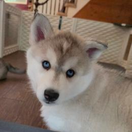 1 Purple - Gray and white female Siberian Husky puppy in Dane, Wisconsin from Sunny Hurricane Siberians