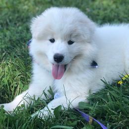 'American Honey' (Grey girl) - White female Samoyed puppy in Bearcreek, Montana from Morning Star Samoyeds