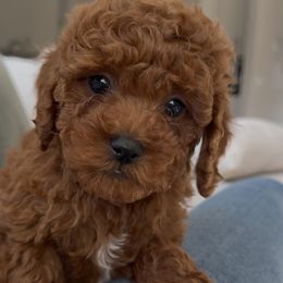 Aqua Collar - Red Cavapoo puppy in Torrance, California from SoCal Cavapoo's