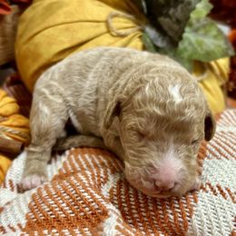 Star - Apricot female Goldendoodle puppy in Wyandotte, Oklahoma from Goldendoodles of NE OK