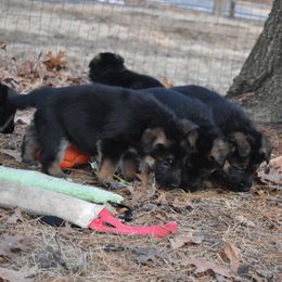 German Shepherd Puppies from Vom Aariz