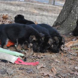 German Shepherd Puppies from Vom Aariz