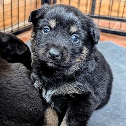 Purple girl - Kukka - Black and tan female Lapponian Herder puppy in Prattsburgh, New York from Maalattu Koirankoppi Lapponian Herders