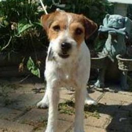 Airedale Terriers and Russell Terriers from Bobcat Terriers