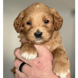 Todd - Apricot male Australian Labradoodle puppy in Gladstone, Oregon from Beaver State Labradoodles