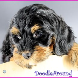 Marli - Black female Australian Labradoodle puppy in Billings, Montana from Doodle Around