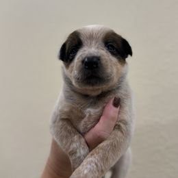 Tomato - Red mottled male Australian Cattle Dog puppy in Oberlin, Kansas from Hangin R Kennels