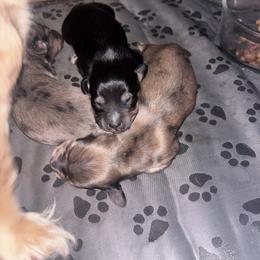 Dachshund Puppies from Crowder Doxies