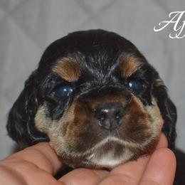 Afogotto - Black and tan male Cocker Spaniel puppy in Myerstown, Pennsylvania from The Cocker Cingdom