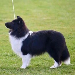 Shetland Sheepdog All Grown Up from Millennium Shelties