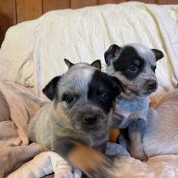 Lefty - Blue female Australian Cattle Dog puppy in Cottage Grove, Oregon from Heirloom Ranch