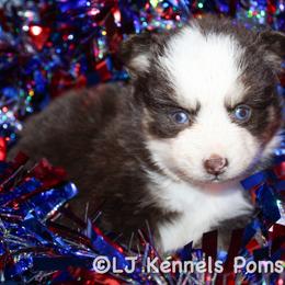 Cayenne - Chocolate female Pomsky puppy in Centerville, Iowa from LJ Kennels Pomskies, LLC