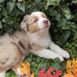 Miniature American Shepherd Puppies from Enchanted Mesa Miniature American Shepherds