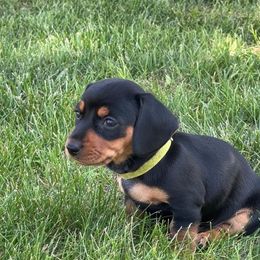 Dachshund Puppies from JF Doxies