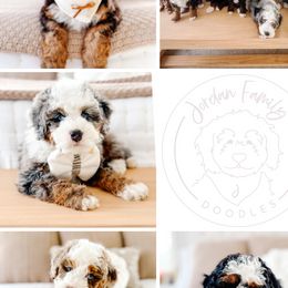 Bernedoodles from Jordan Family Doodles