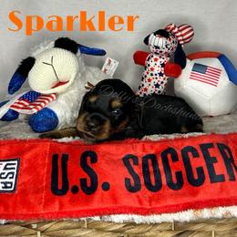 Sparkler - Black and tan male Dachshund puppy in Monitor, Washington from Shannon Dolly’s Dachshunds