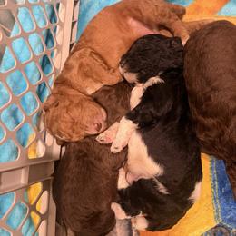 Poodle Puppies from Green Country Poodle Doodle LLC