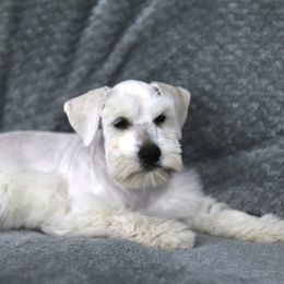 Garth - White male Miniature Schnauzer puppy in Tremonton, Utah from Rocky Mountain Schnauzer