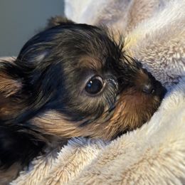 Yorkshire Terrier Puppies from MCM Acres