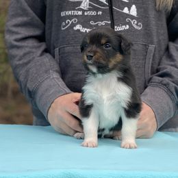 Boy 1 - Black tri Miniature American Shepherd puppy in New Mexico from Von Südwest German Shepherds and Mini American Shepherds