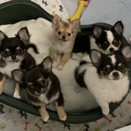 Chihuahuas and Parson Russell Terriers from Cobblestone