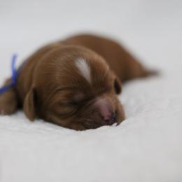 Cavapoo puppies from North Texas Puppies