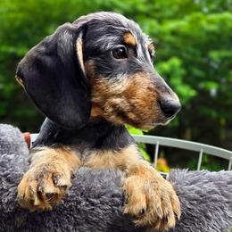 Cosmo - Wild boar and cream male Dachshund puppy in East Greenbush, New York from Polaris Pups