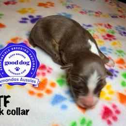 RTF pink collar - Red tri-color female Australian Shepherd puppy in Greenville, Texas from Amandas Aussies