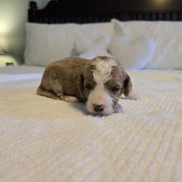 Chestnut - Red  male Goldendoodle puppy in Floyd, Virginia from Hearts and Paws Poodles and Doodles