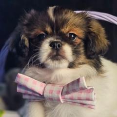 Vanilla Bean - White female Tibetan Spaniel puppy in Vancouver, Washington from Trillium Tibetan Spaniels
