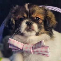 Vanilla Bean - White female Tibetan Spaniel puppy in Vancouver, Washington from Trillium Tibetan Spaniels
