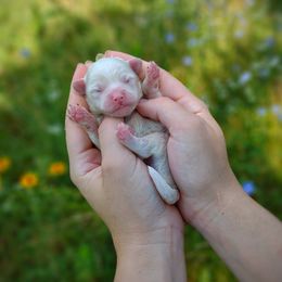 Korean Taiyang - White male Maltipoo puppy in Barren Springs, Virginia from Seeking Shalom Acres Maltese, Maltipoos & Havamalts