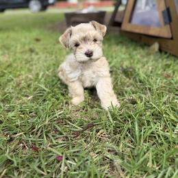 Honey - Wheaten female Miniature Schnauzer puppy in Winterville, North Carolina from Rooted Hearts Miniature Schnauzers