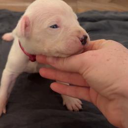 Esmerelda - White female Dogo Argentino puppy in Winter Haven, Florida from El Riachuelo Dogo Argentino