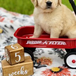 Golden Retriever Puppies from All shades Golden