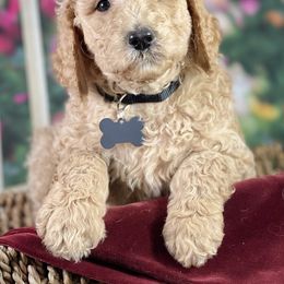 Labradoodle and Poodle Puppies from Secret Society Exotics