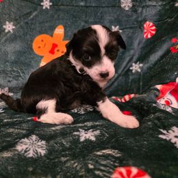 Klaus - Black and white male Chinese Crested puppy in Utah from Mlee puppies