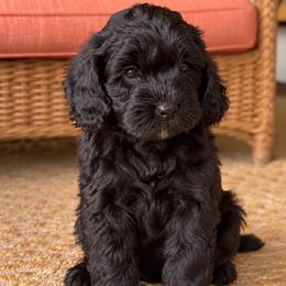 Olive - Black female Cavapoo puppy in Alachua, Florida from SongPaws