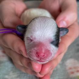 Professor Plum - Purple Collar - Black and white male Shichon puppy in Troy, Ohio from Ever After Tails