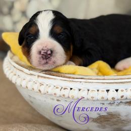 Mercedes - Tri-color female Bernedoodle puppy in Henry, Illinois from Rowe Farms Doodles